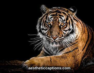 Tiger Captions
