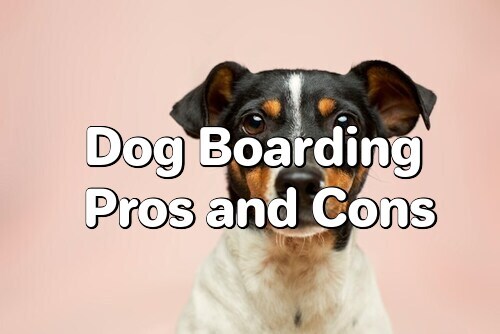 Dog Boarding Pros and Cons