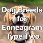 Dog Breeds for Enneagram Type Two