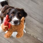 Science of Choosing Dog Toys