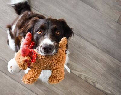 Science of Choosing Dog Toys