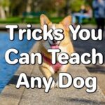 Tricks You Can Teach Any Dog