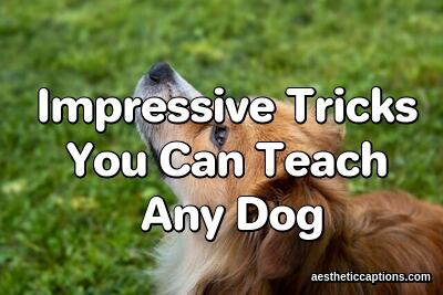 Impressive Tricks You Can Teach Any Dog