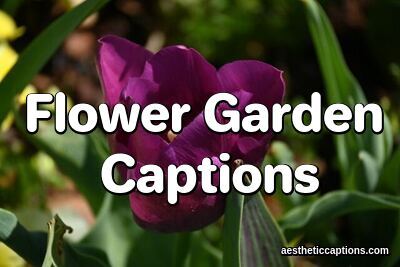 Flower Garden Captions For Instagram