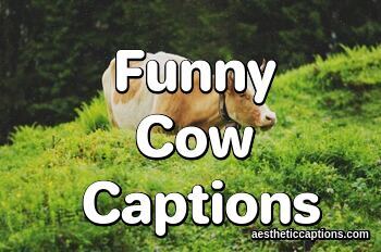 Cow Instagram Captions For Selfies