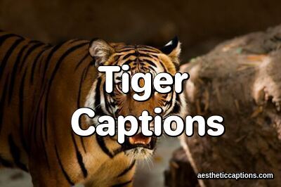 Tiger Captions For Post